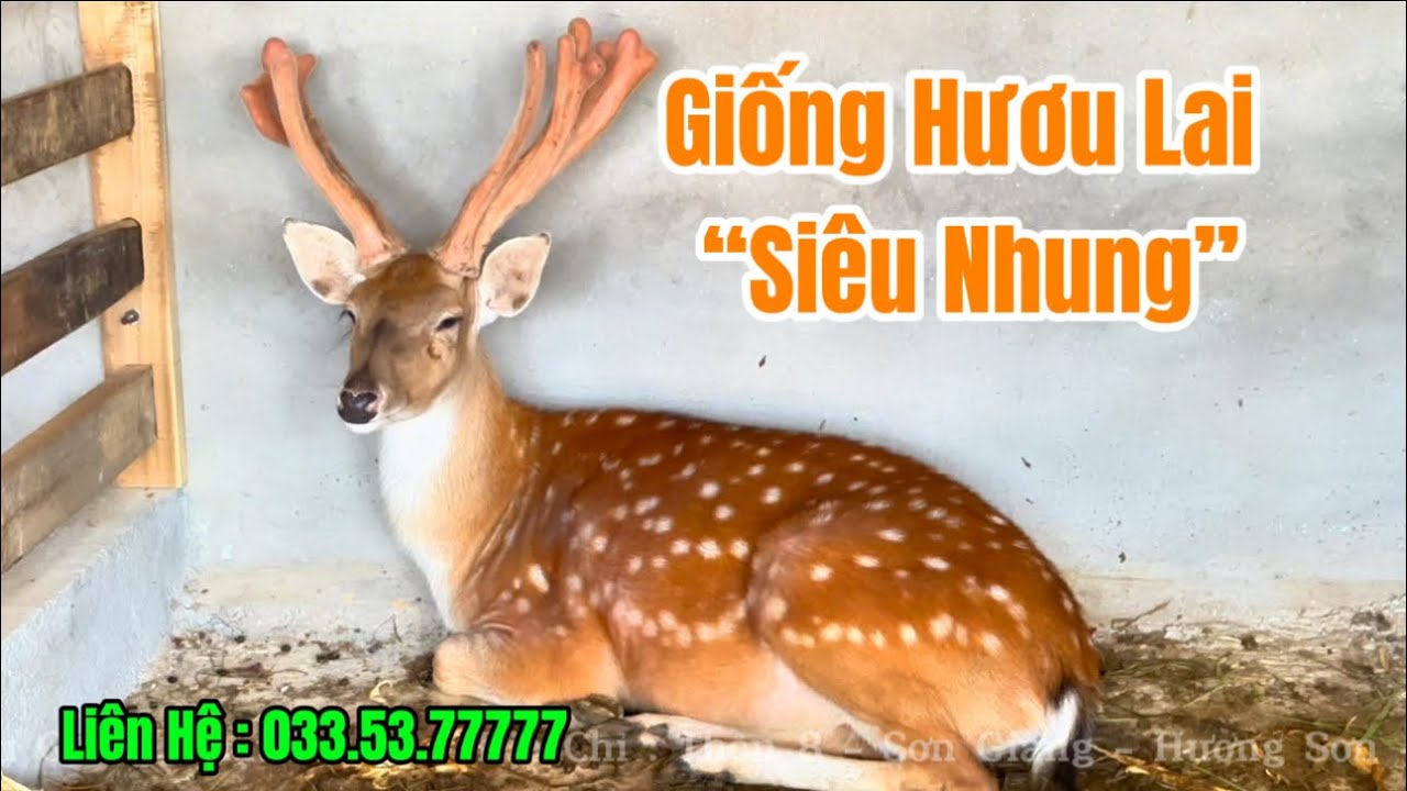 giá hươu giống 2025