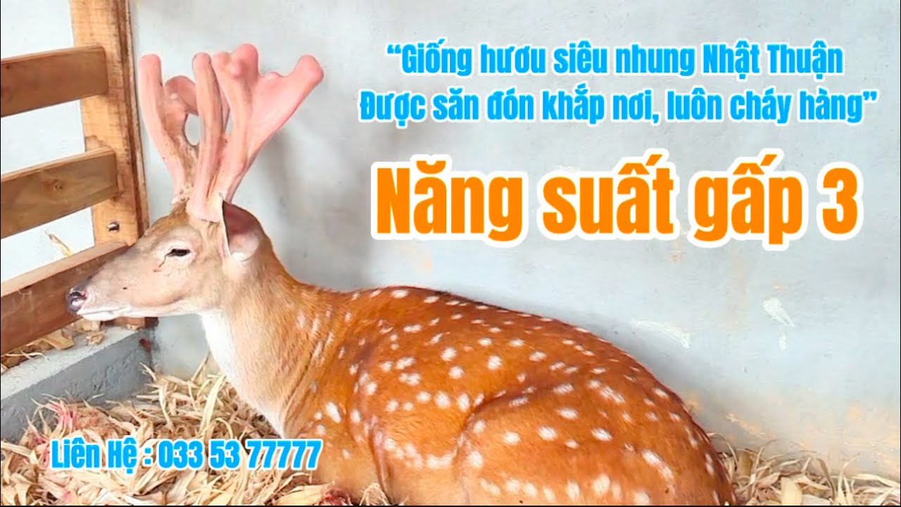 hươu giống giá bao nhiêu 2026