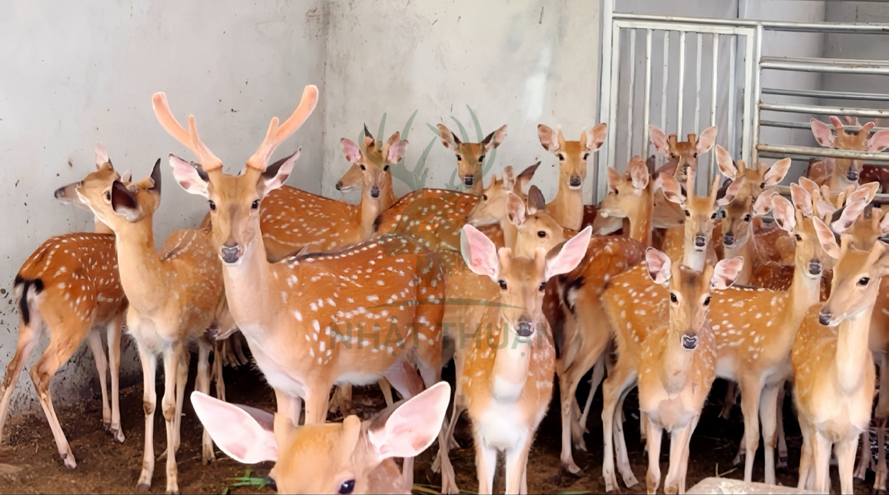 giá bán nhung hươu tươi hiện nay