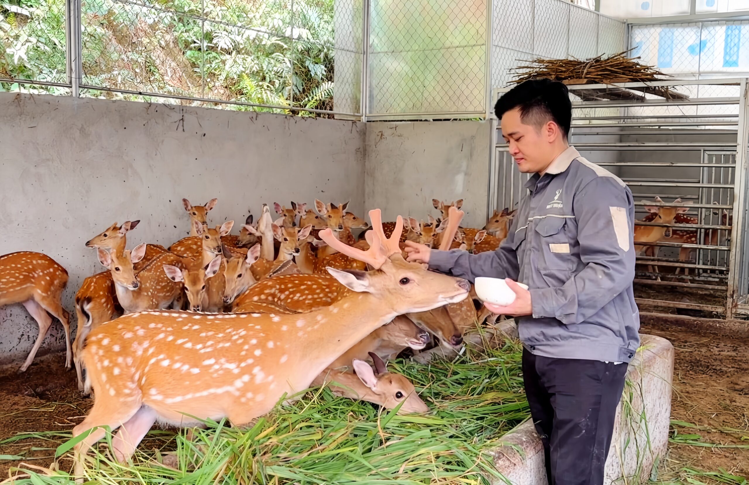 giá bán nhung hươu tươi 2026