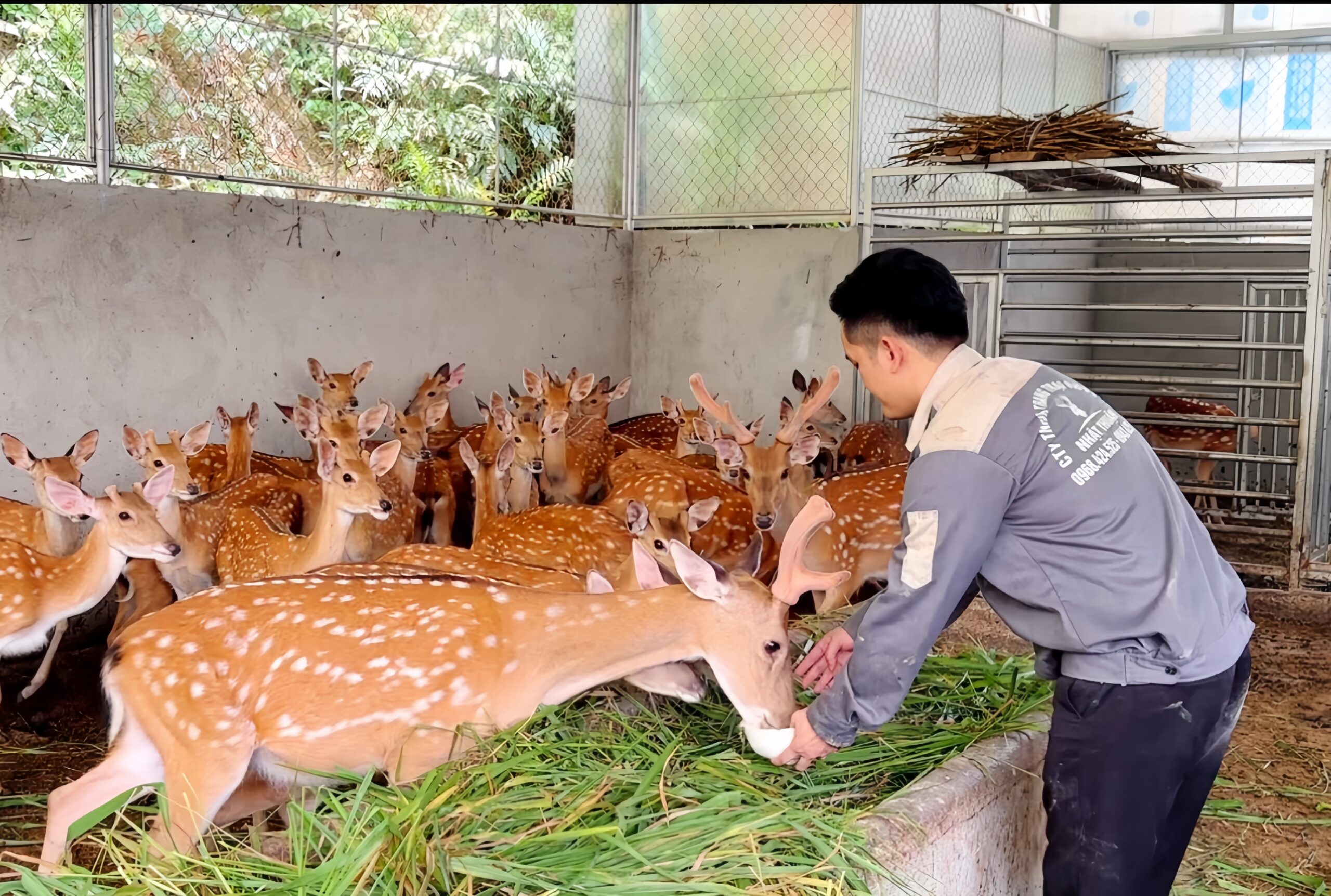 nhung hươu giá bao nhiêu