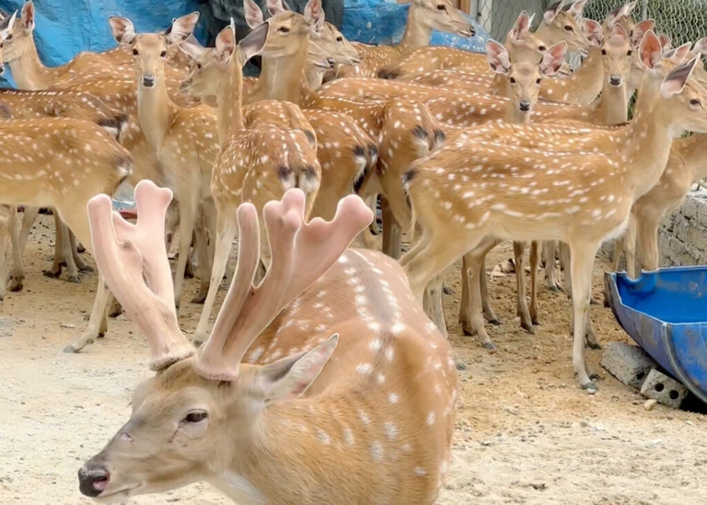 giá hươu giống 2026 mới nhất