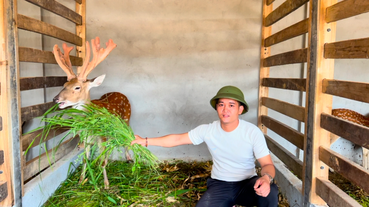 giá hươu giống 2026