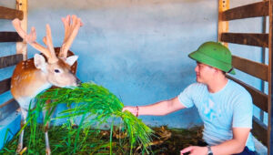 giá hươu giống 2026