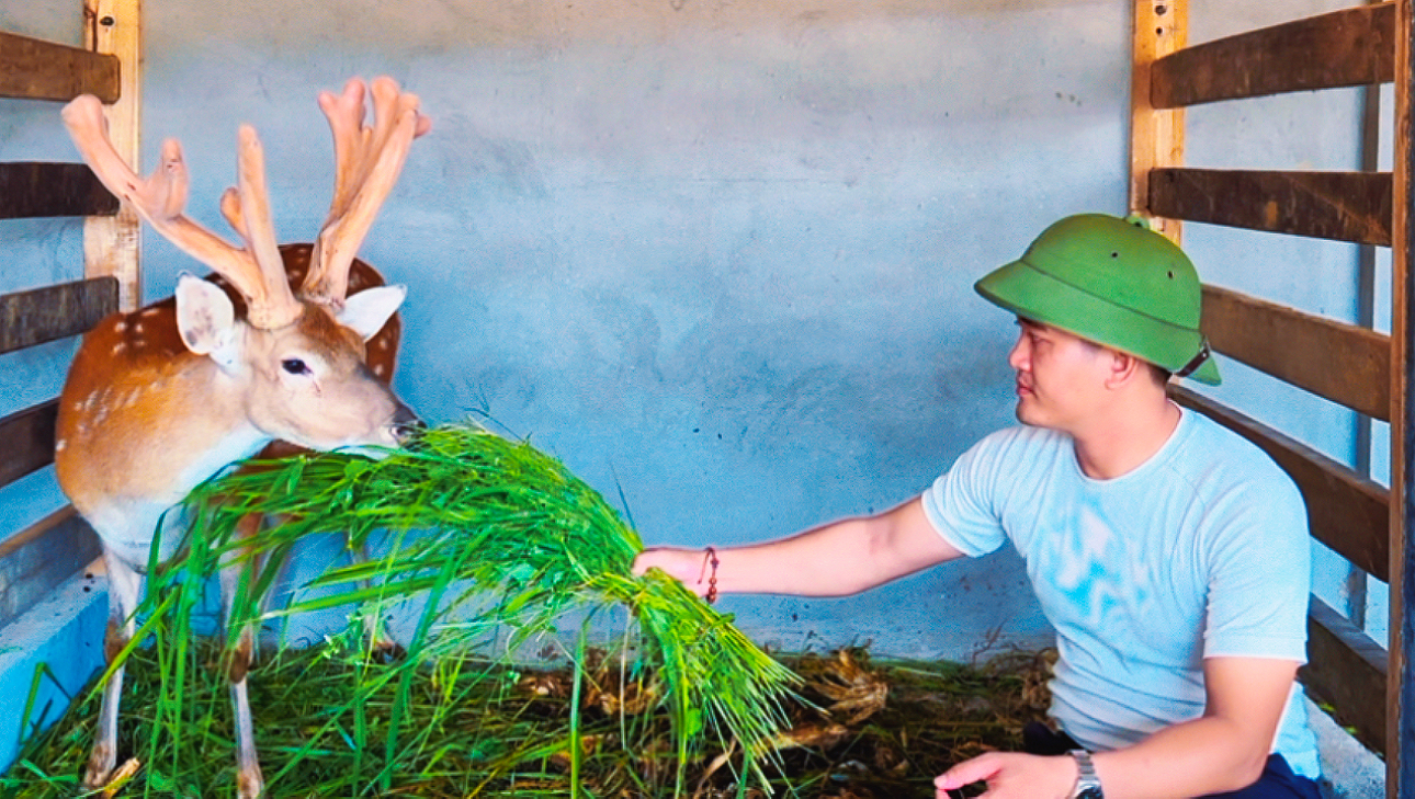 giá hươu giống 2026