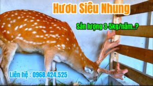 giá hươu giống 2026