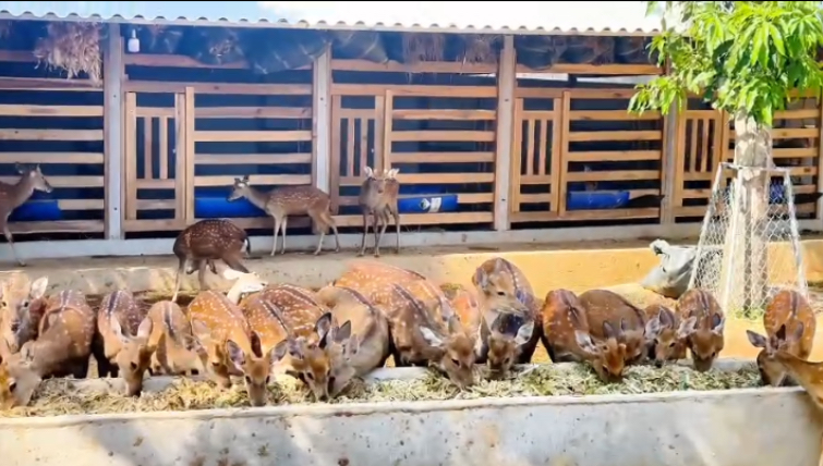 Nuôi 10 con hươu lãi bao nhiêu