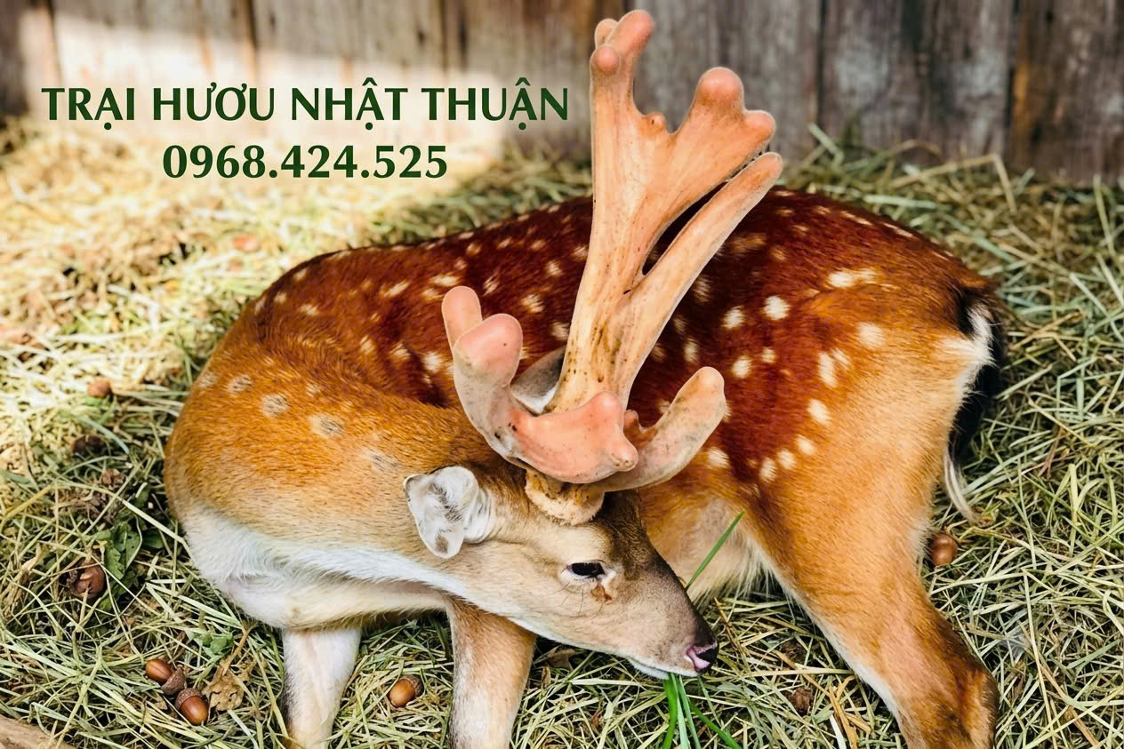 giá hươu giống siêu nhung hiện nay
