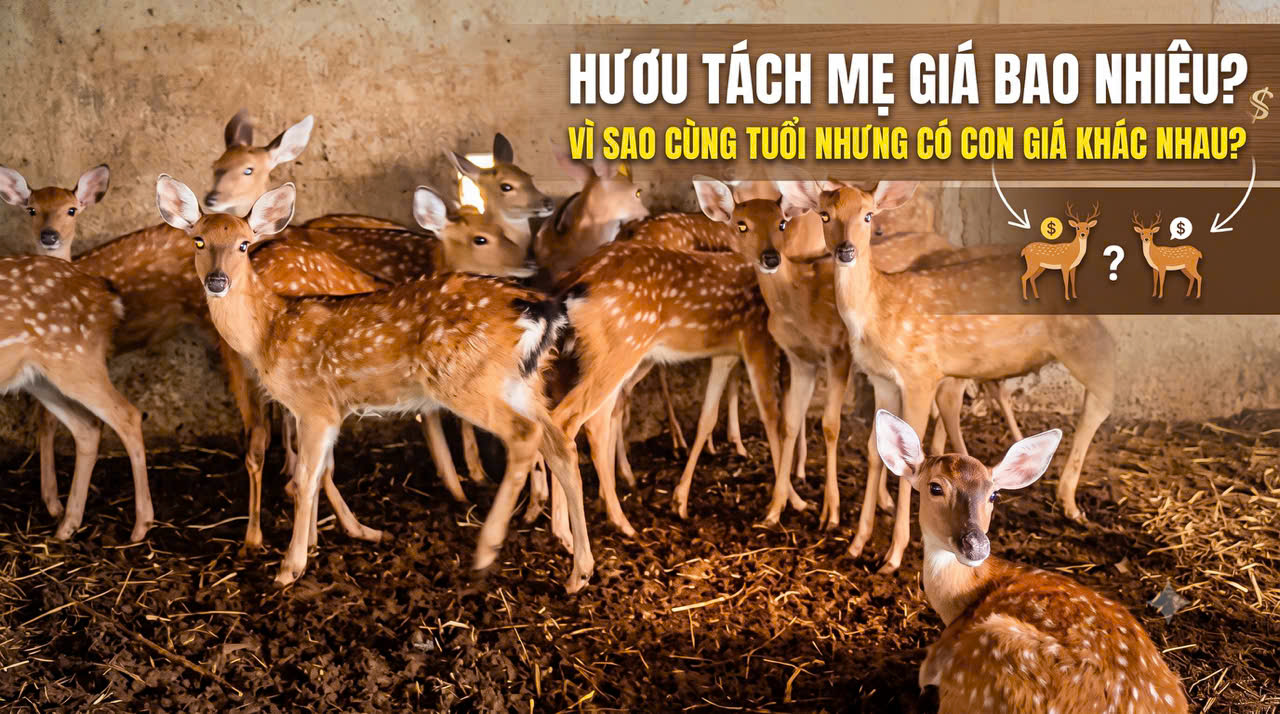giá hươu giống cái bao nhiêu tiền