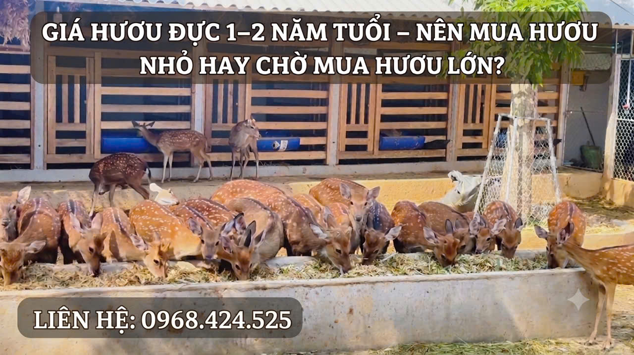 giá hươu giống siêu nhung 2026-2027